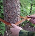 Новосибирск: деревья пересчитают с помощью инновационных технологий